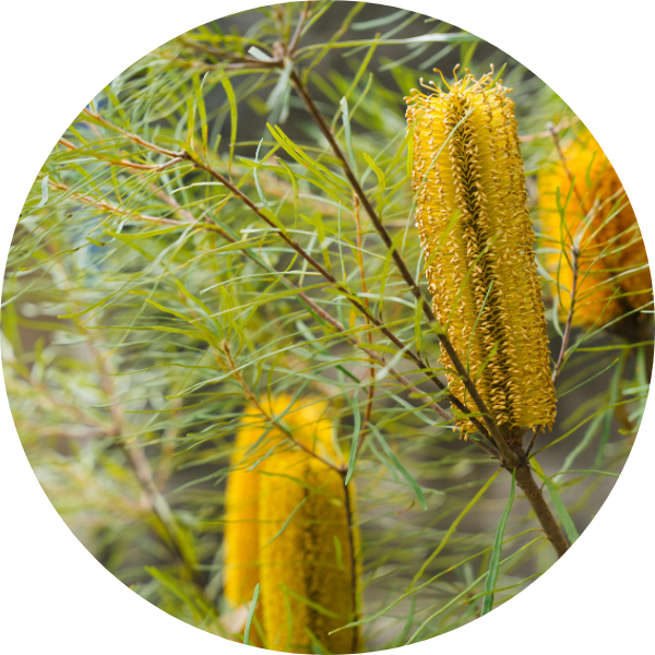 Griffith GC Campus 3